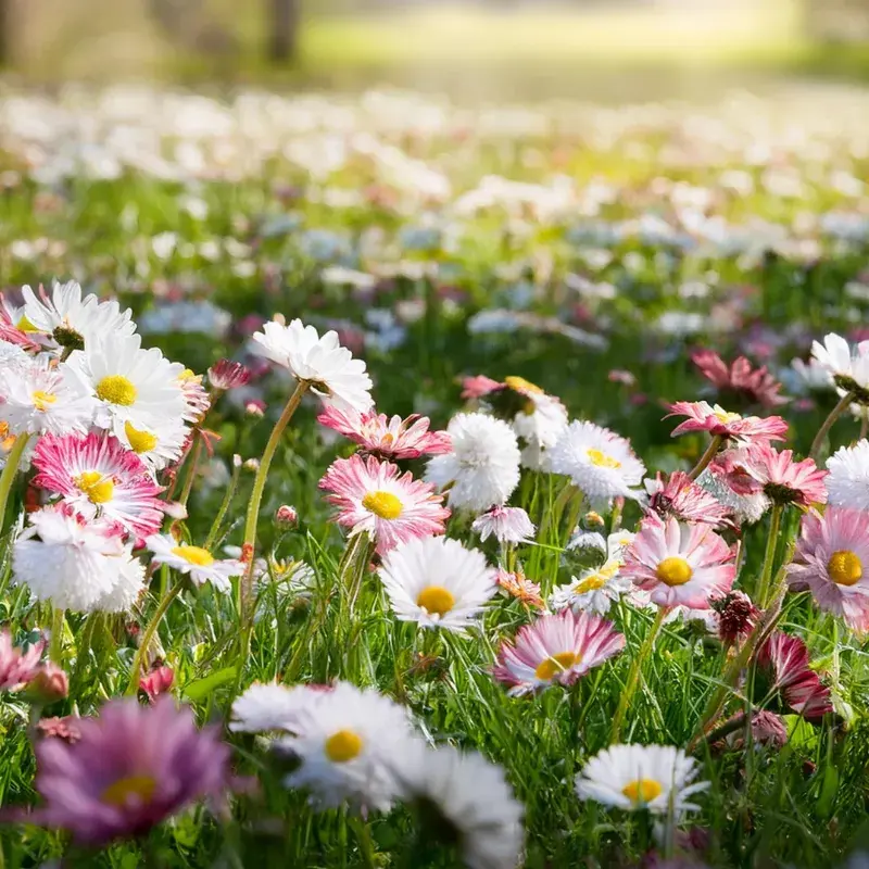 Wild Daisy Fragrance Oil