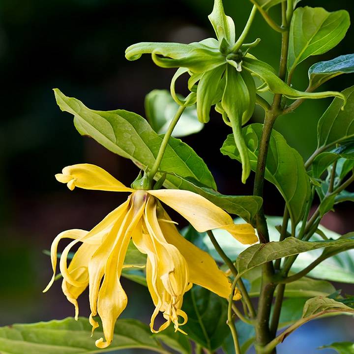 Ylang Ylang Essential Oil lll