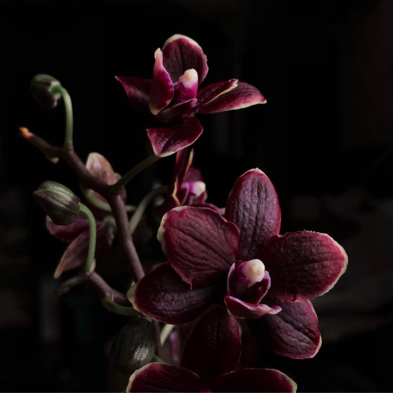 Black Orchid Fragrance Oil