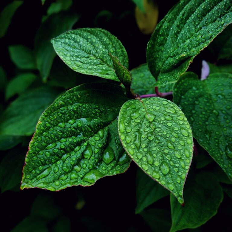 Wild Mint Fragrance Oil