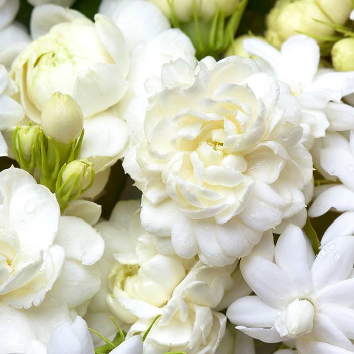 Jasmine Fragrance Oil