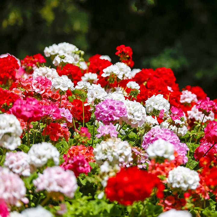 Geranium Essential Oil