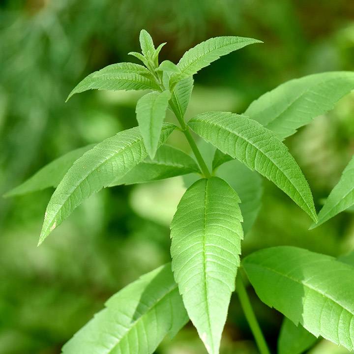 Verbena Essential Oil