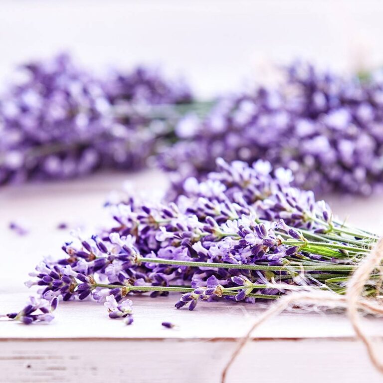 Lavender Fragrance Oil - Allergen Free