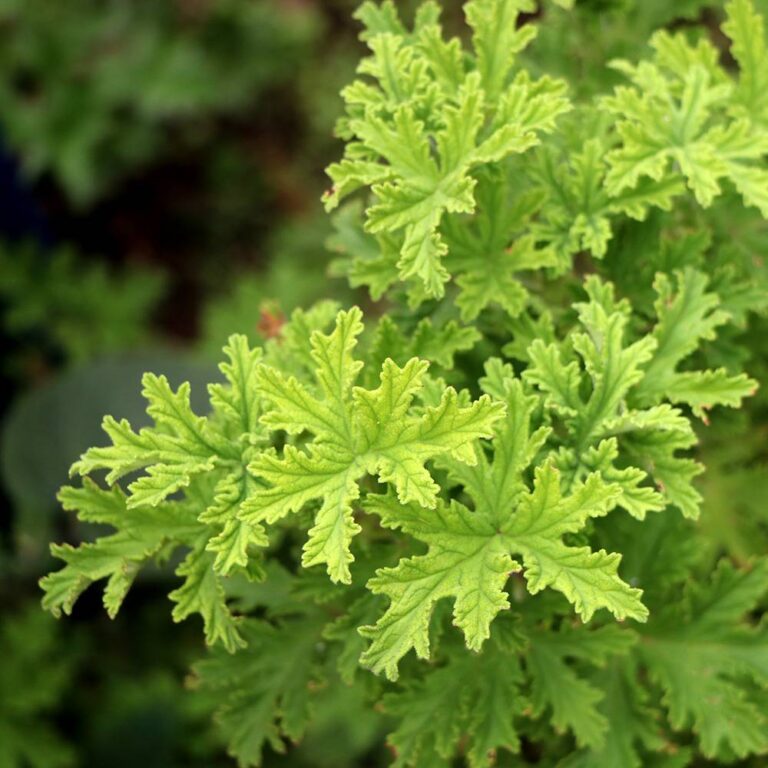 Citronella Essential Oil SFC