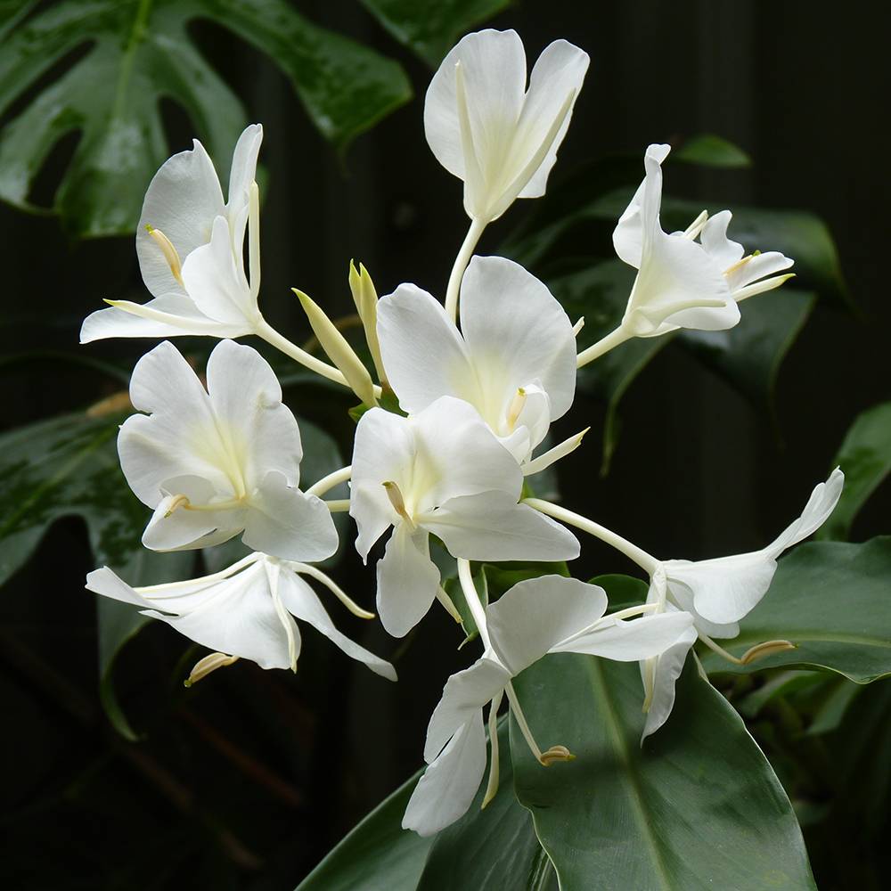 Dark Amber & Ginger Lily Fragrance Oil