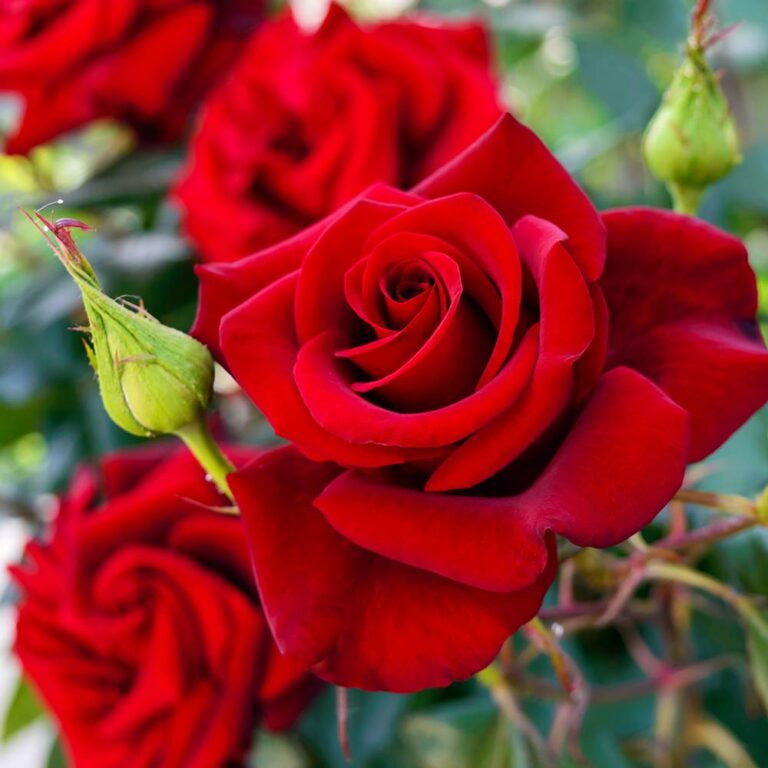 Rose Fragrance Oil