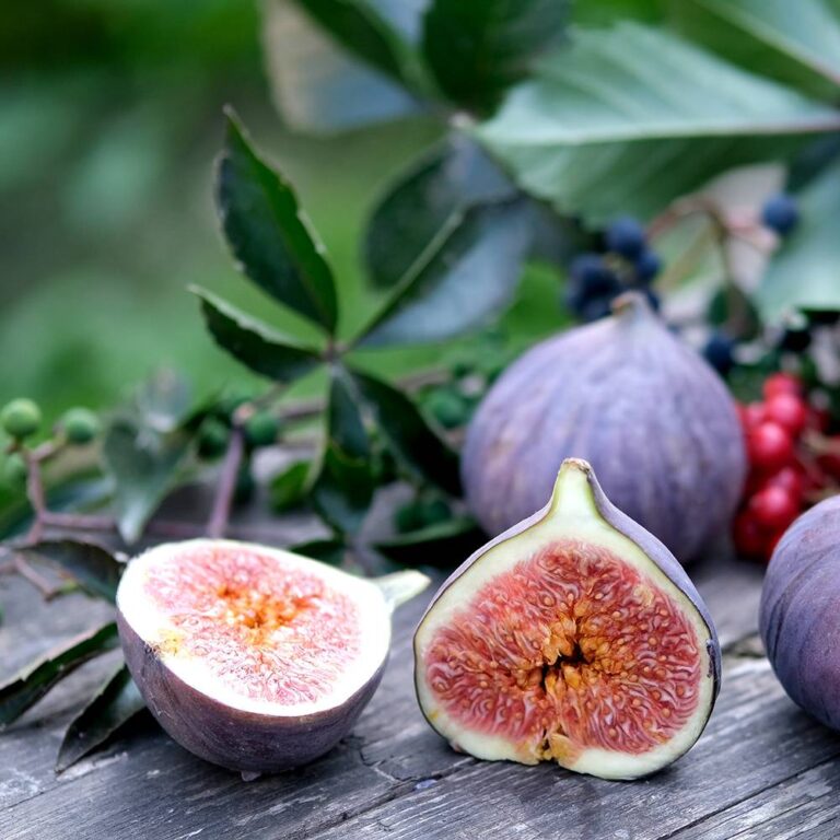 Wild Fig & Cassis Fragrance Oil
