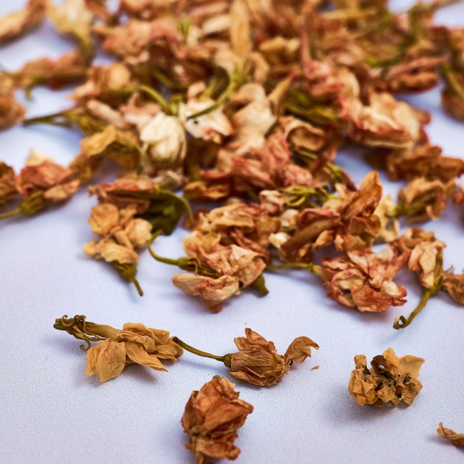 Jasmine Flowers