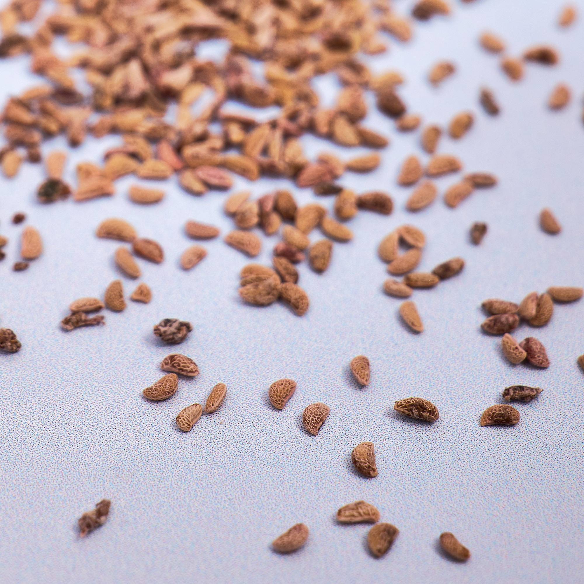 9584 Raspberry Seeds