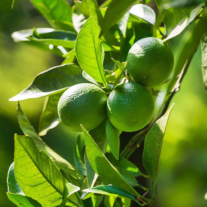 Lime Essential Oil - Distilled V2