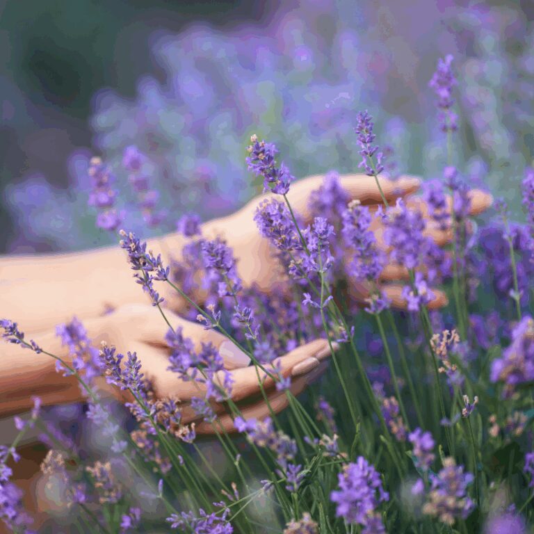 Lavender Essential Oil, English