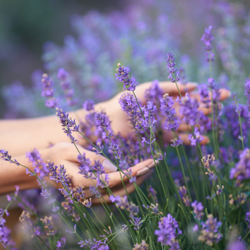 Lavender Essential Oil, English