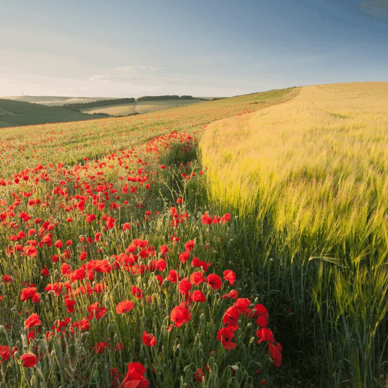 FRAG0349 Poppy & Barley Fragrance Oil